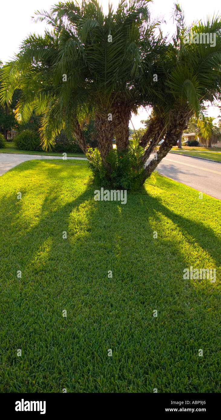 Phoenix Reclinata Palme in Florida Wohngegend. Auch bekannt als wilde Dattelpalme Stockfoto
