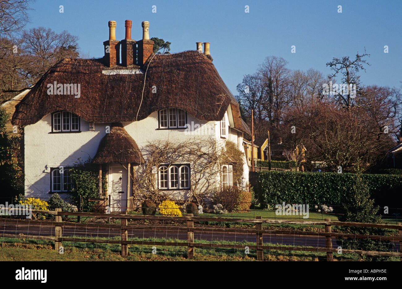 SWAN grün HAMPSHIRE UK November Thatched weiß gewaschen Cottage im New Forest Stockfoto