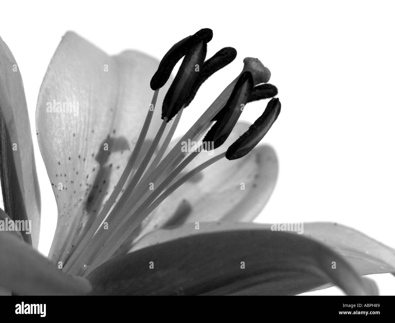 Nahaufnahme Pf eine Lilie Blume in schwarz / weiß Stockfoto