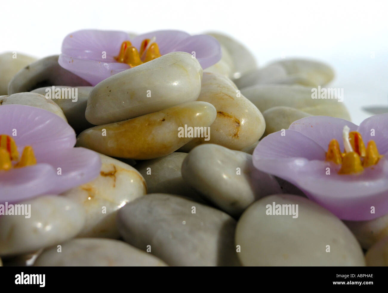 Blume geformt Kerzen polierte Kiesel Stockfoto