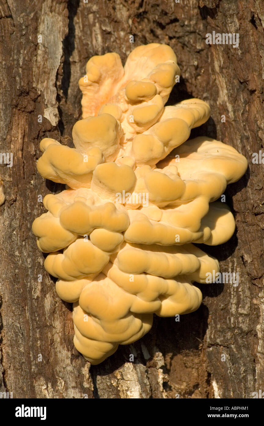 Von den Wäldern Laetiporus Sulphureus manchmal auch Schwefel Polypore auf englischer Eiche wächst Huhn Stockfoto