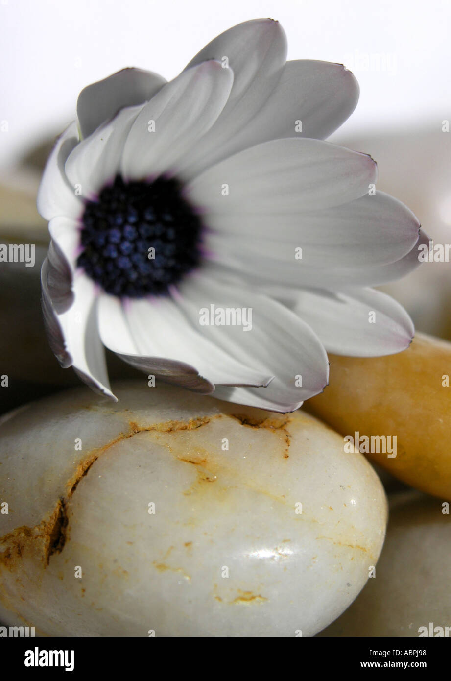 Daisy Blume mit poliertem Stein Kiesel Stockfoto