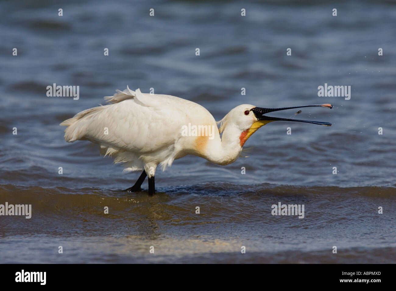 Fütterung der Europäischen Löffler Stockfoto