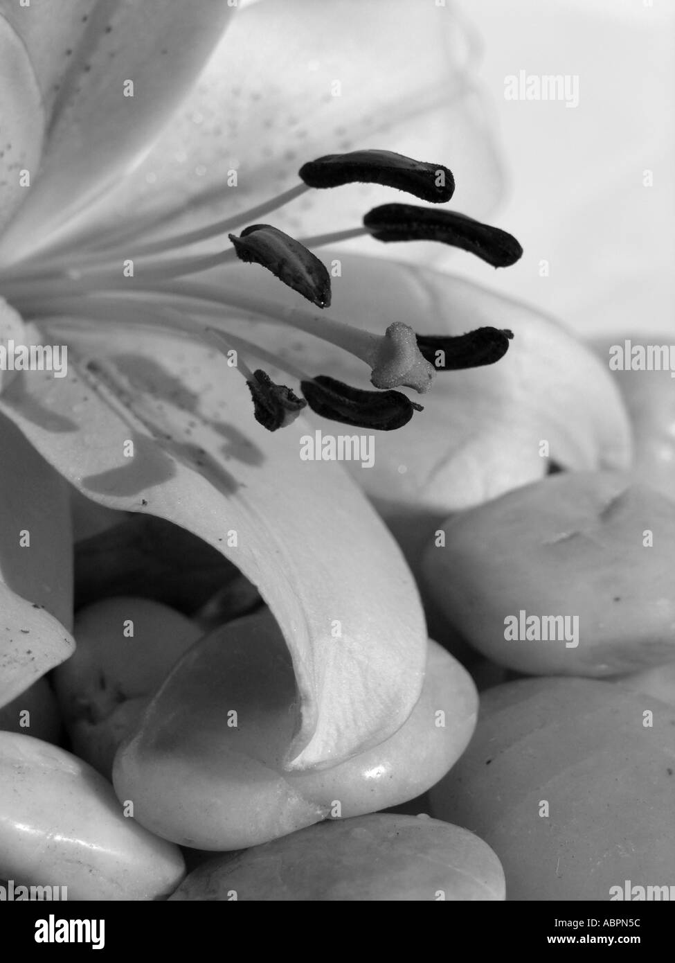Lilien mit schwarzen und weißen Kieselsteinen Stockfoto