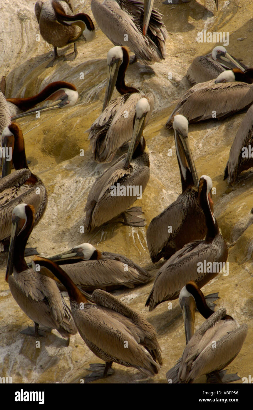 Eine Kolonie von braune Pelikane Pelecanus Occidentalis sammelt über eine Felswand in La Jolla, Kalifornien Stockfoto