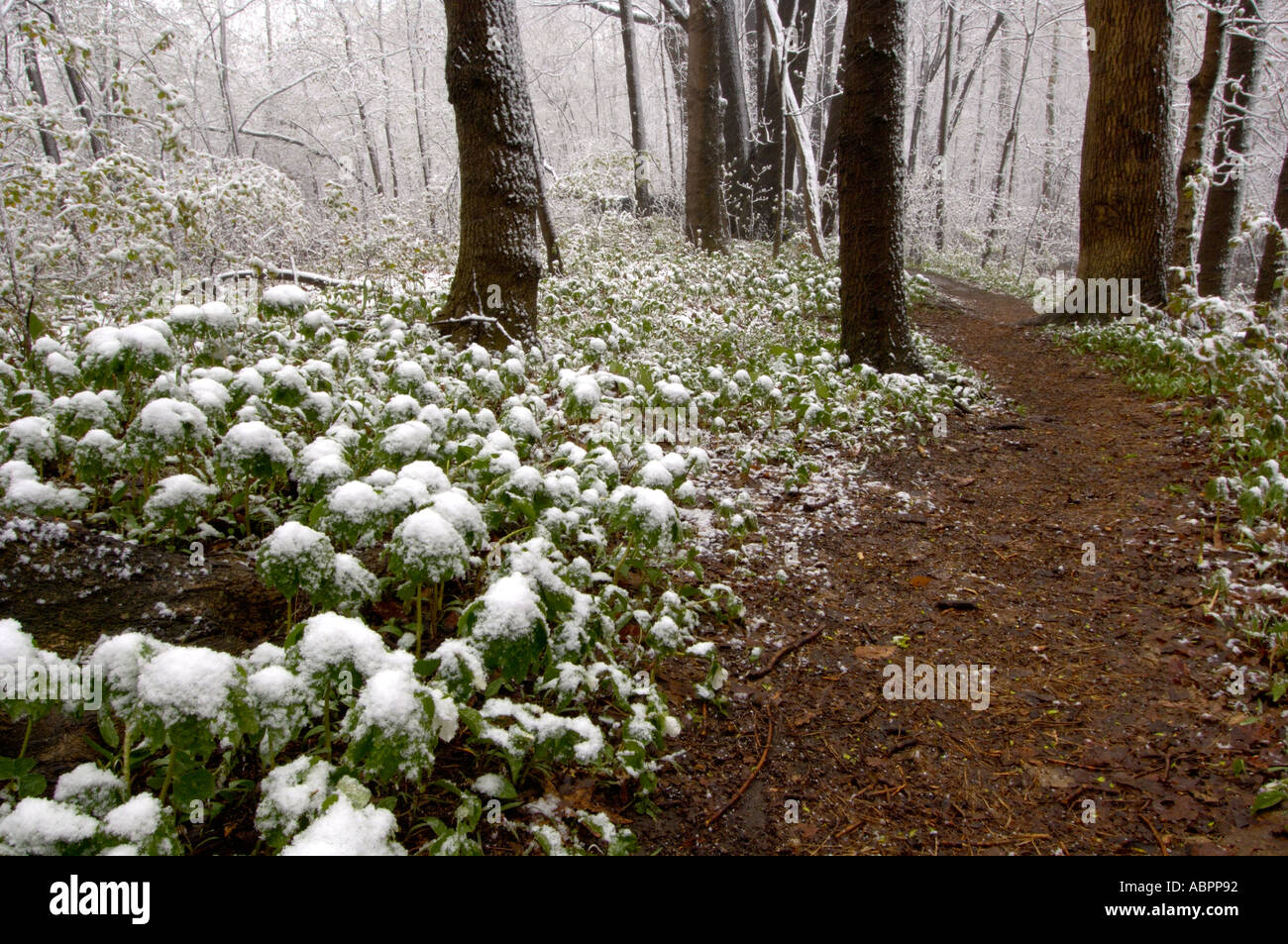 Ein unerwarteter Schneesturm im Wald von Michigan, der Mayple bedeckt, zeigt extremes Wetter aufgrund des Klimawandels wahrscheinlicher. Stockfoto
