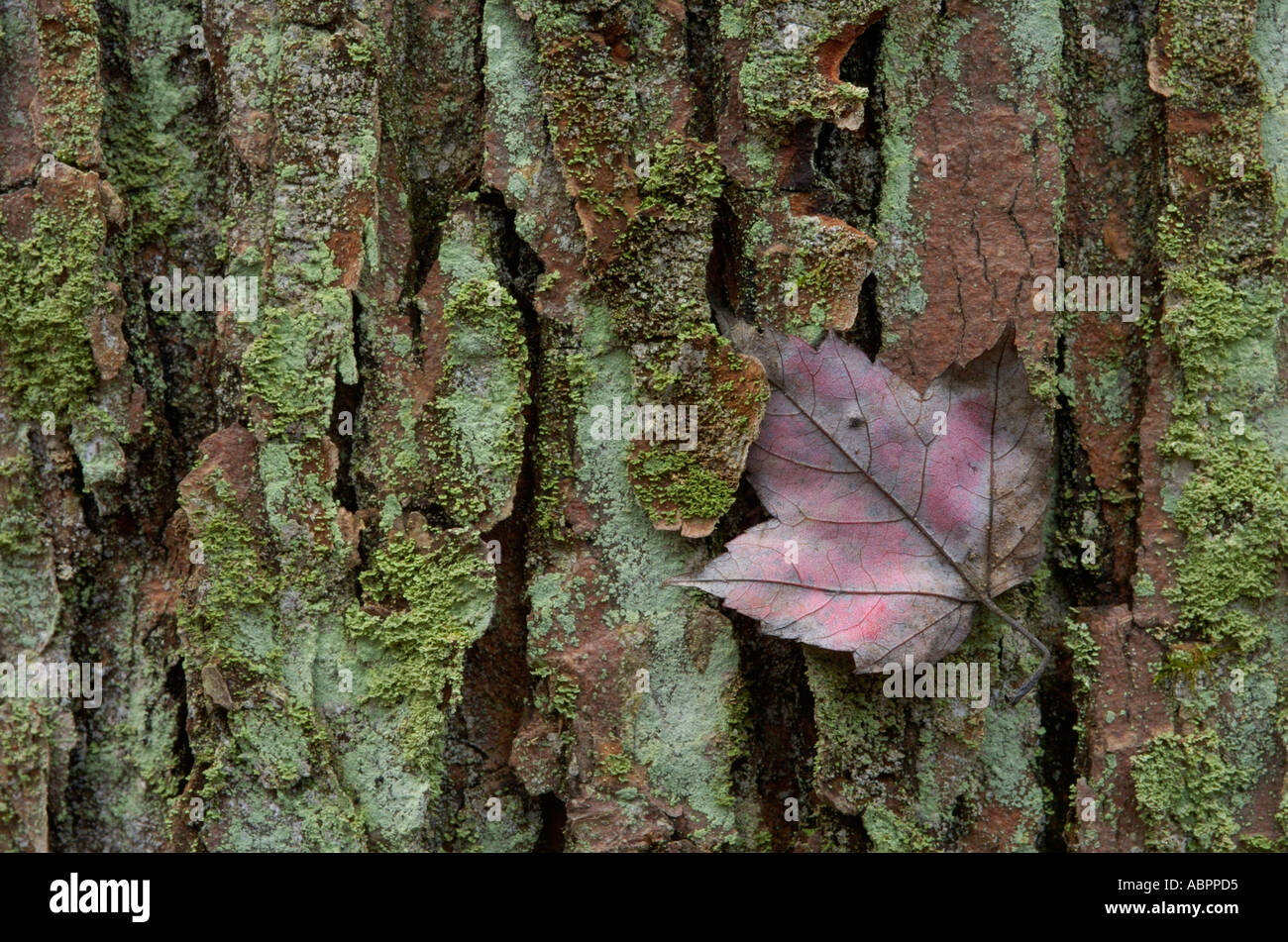 Ein Ahornblatt eingelegt in Moos und Flechten bedeckt Hickory Rinde in einem Hemlock Wald gefunden Stockfoto