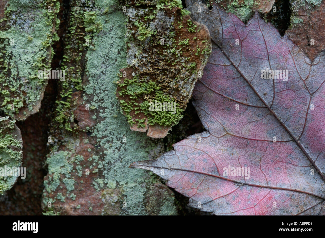 Ein maple leaf eingereicht in Moos und Flechten bedeckt Hickory Rinde in einer Hemlock Wald gefunden Stockfoto
