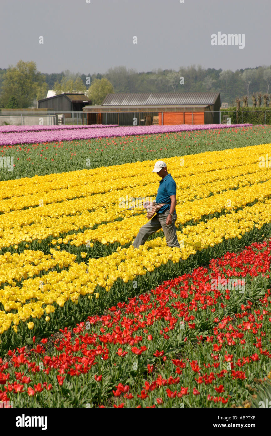 Arbeitnehmer, die tendenziell der Blumen in ein Tulpenfeld in Holland. Stockfoto