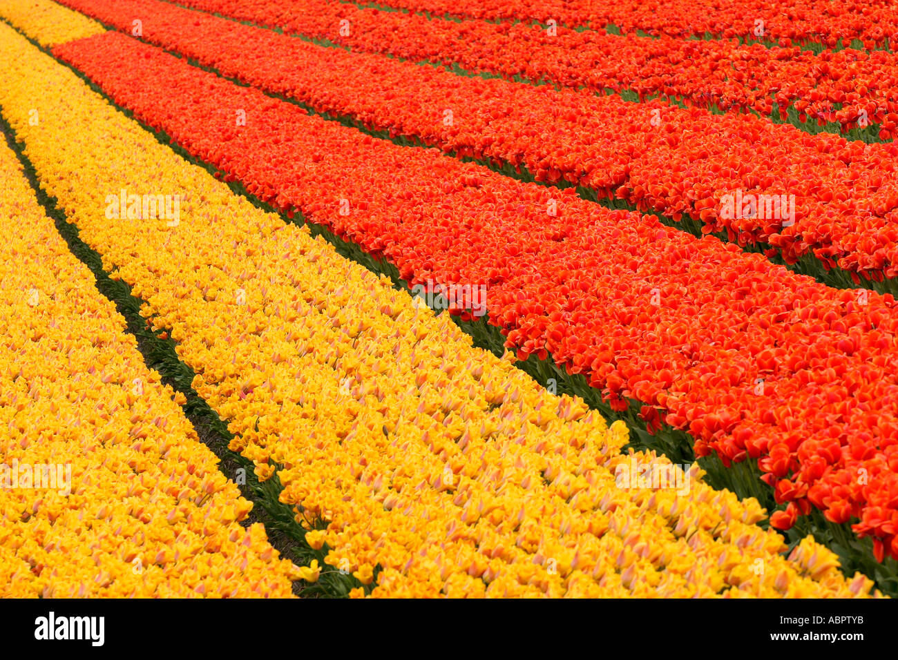 Tulpenfeld in Holland. Stockfoto