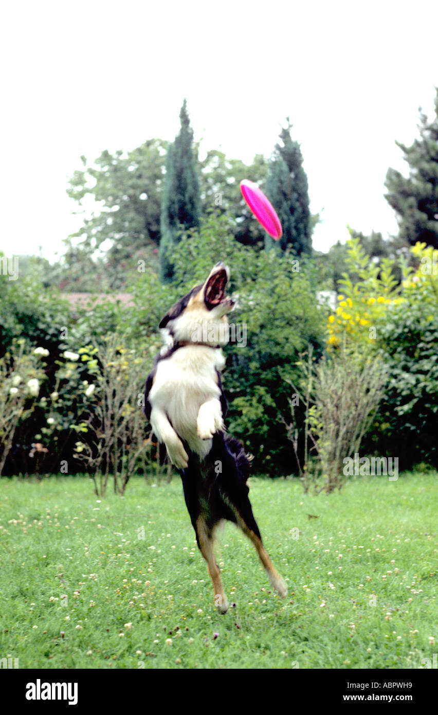 Hund fangen einen Frisbee in einem Garten Stockfoto