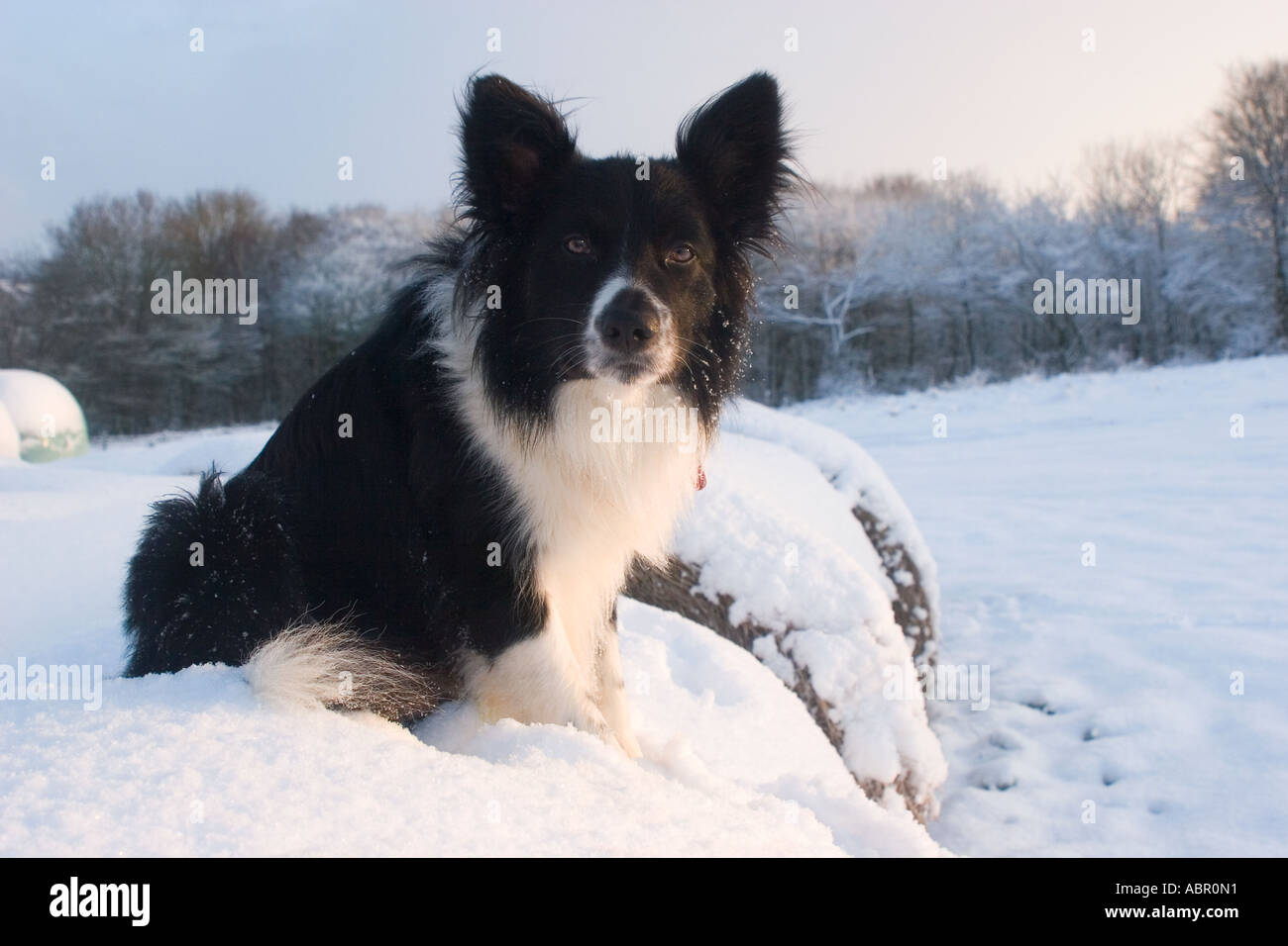 Alert Border-Collie Hund im Schnee frühen Morgenlicht in der Grafschaft Kent Stockfoto