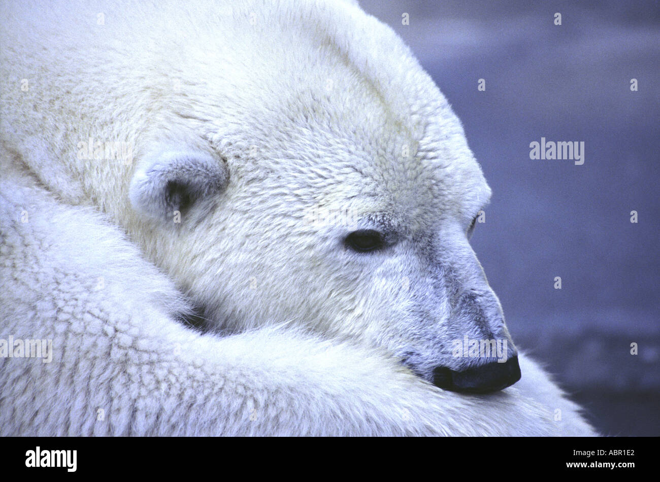 Nickerchen Eisbär Stockfoto