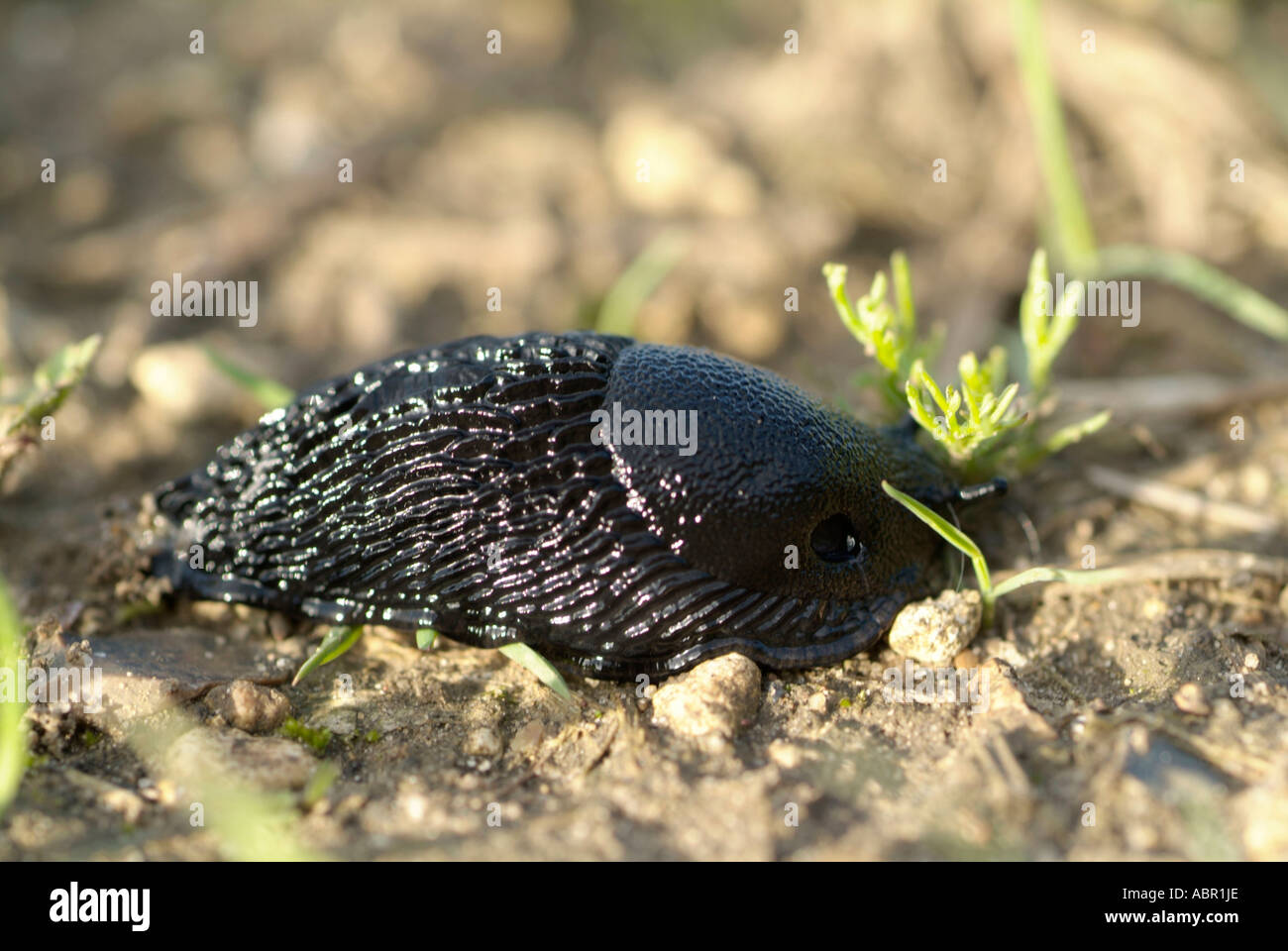 Große schwarze Schnecke Arion Ater Familie Arionidae Wirbellosen Stockfoto