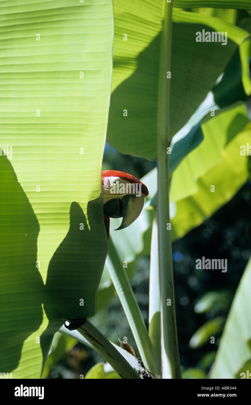 Brazilien. Hellroten Aras (Ara Macao) peering runden ein Bananenblatt in hellem Sonnenlicht. Stockfoto