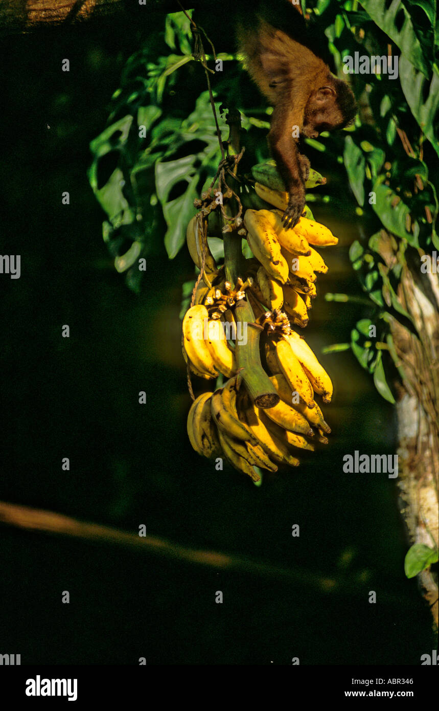 Tataquara, Brasilien. Wilde Affen Bananen aus einem Haufen nehmen. Stockfoto