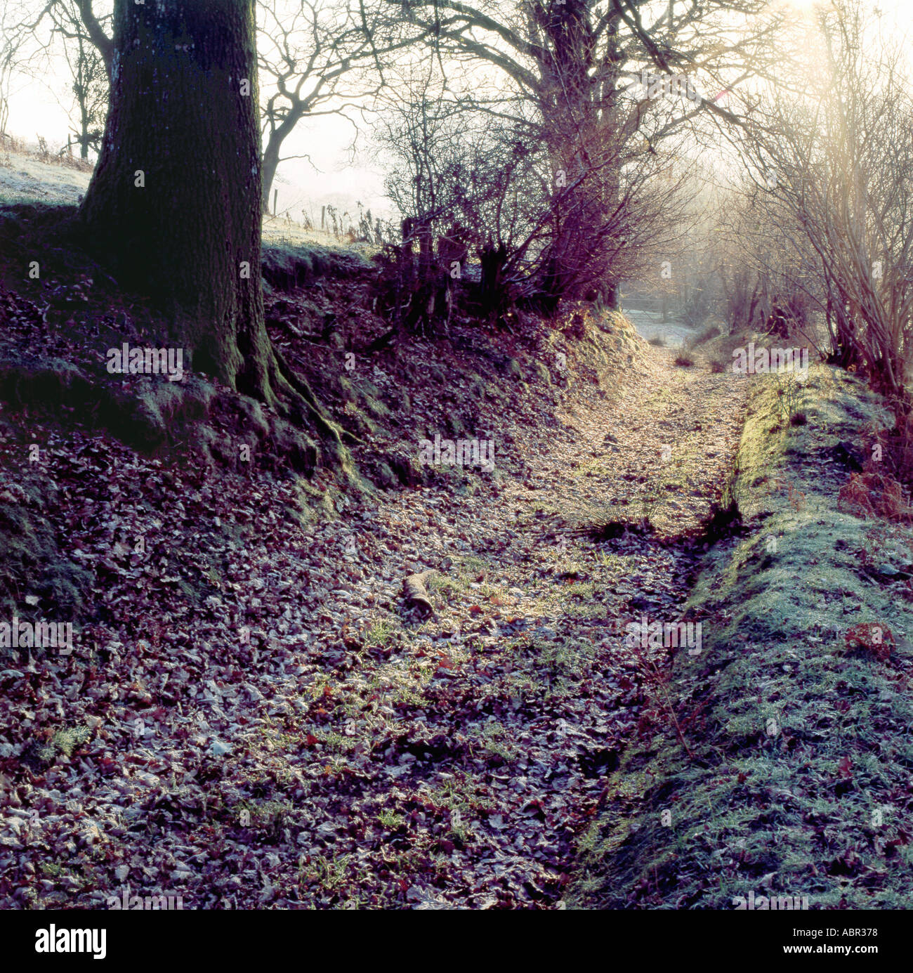 Anzeigen von Eichen Auskleidung der alten Treibern Track mit Blätter im Herbst in Carmarthenshire, Wales Großbritannien BRITISCHES KATHY DEWITT Stockfoto