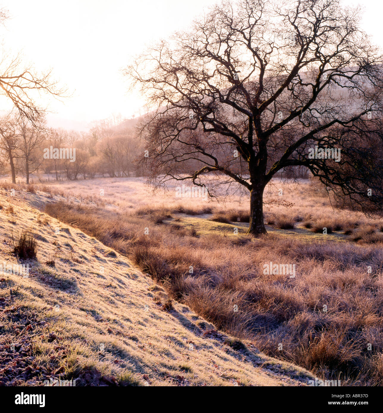 Eine alte Eiche an einem späten Winternachmittag Walisische Landschaft Carmarthenshire Wales Großbritannien KATHY DEWITT Stockfoto