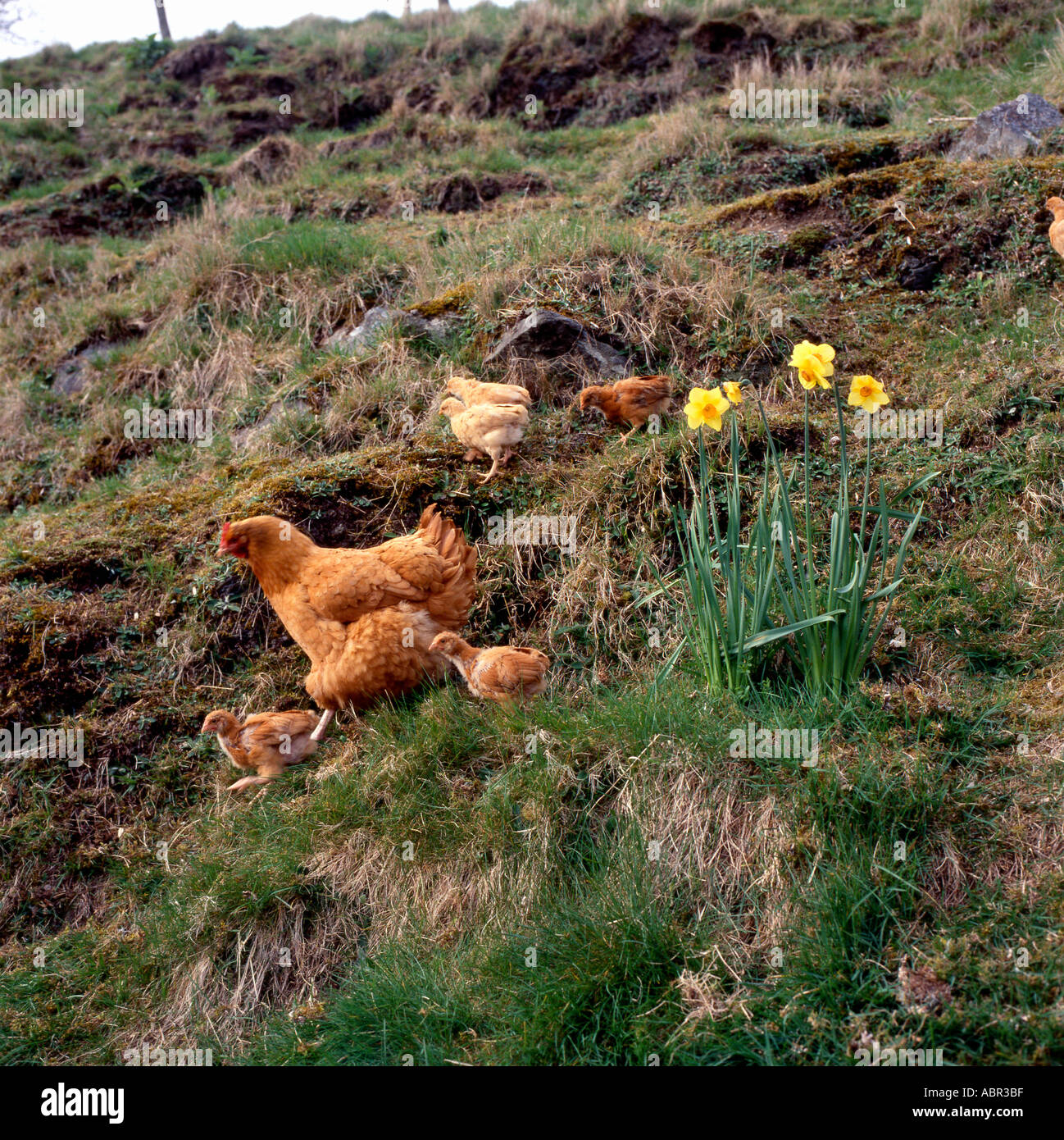 Freibereich Bio Hennen Mutter Henne und Baby Küken Hühner Roaming am Hang mit Narzissen Frühling Llanwrda Carmarthenshire Wales Großbritannien KATHY DEWITT Stockfoto