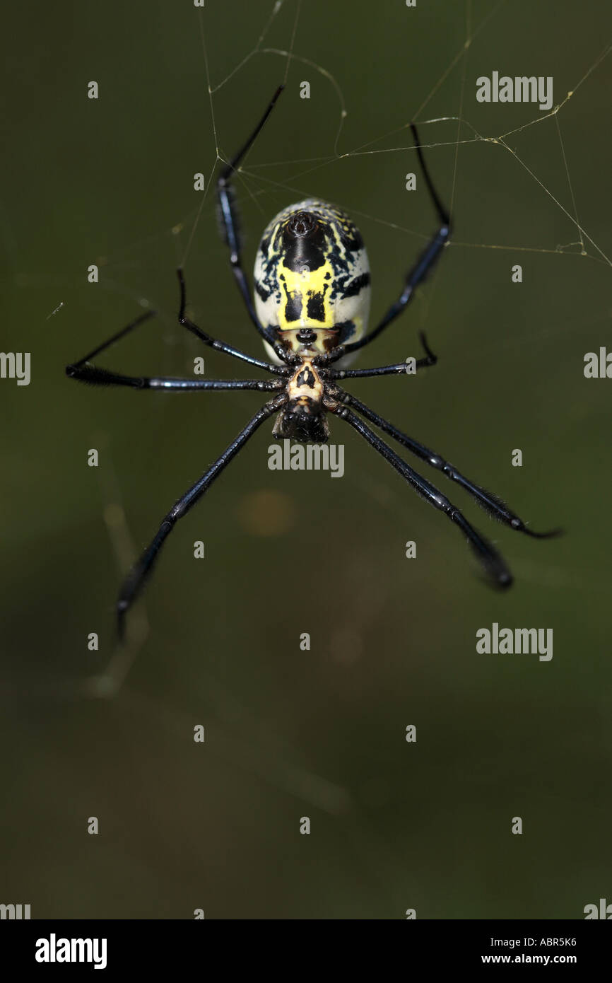 Makroaufnahme von Golden Orb Spider (Nephila) im web Stockfoto
