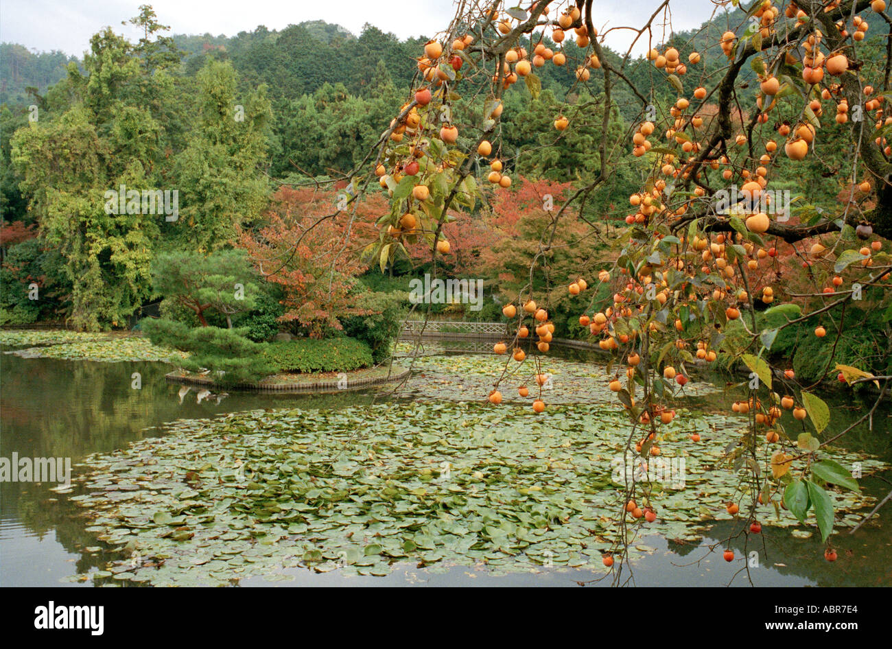 Kaki überhängenden Kyoyo Chi Teich auf dem Gelände des Ryōan-Ji Tempels, Kyoto, Japan Stockfoto