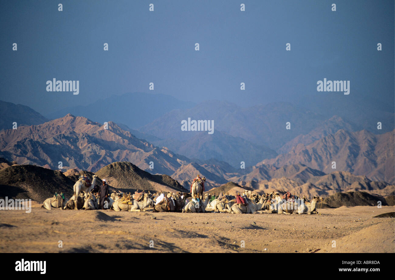 Eine große Anzahl von Kamelen und ihren Reitern niederzulassen, während am Abend in einem Beduinen-Lager mitten in den Bergen im Herzen der Halbinsel Sinai fällt Stockfoto