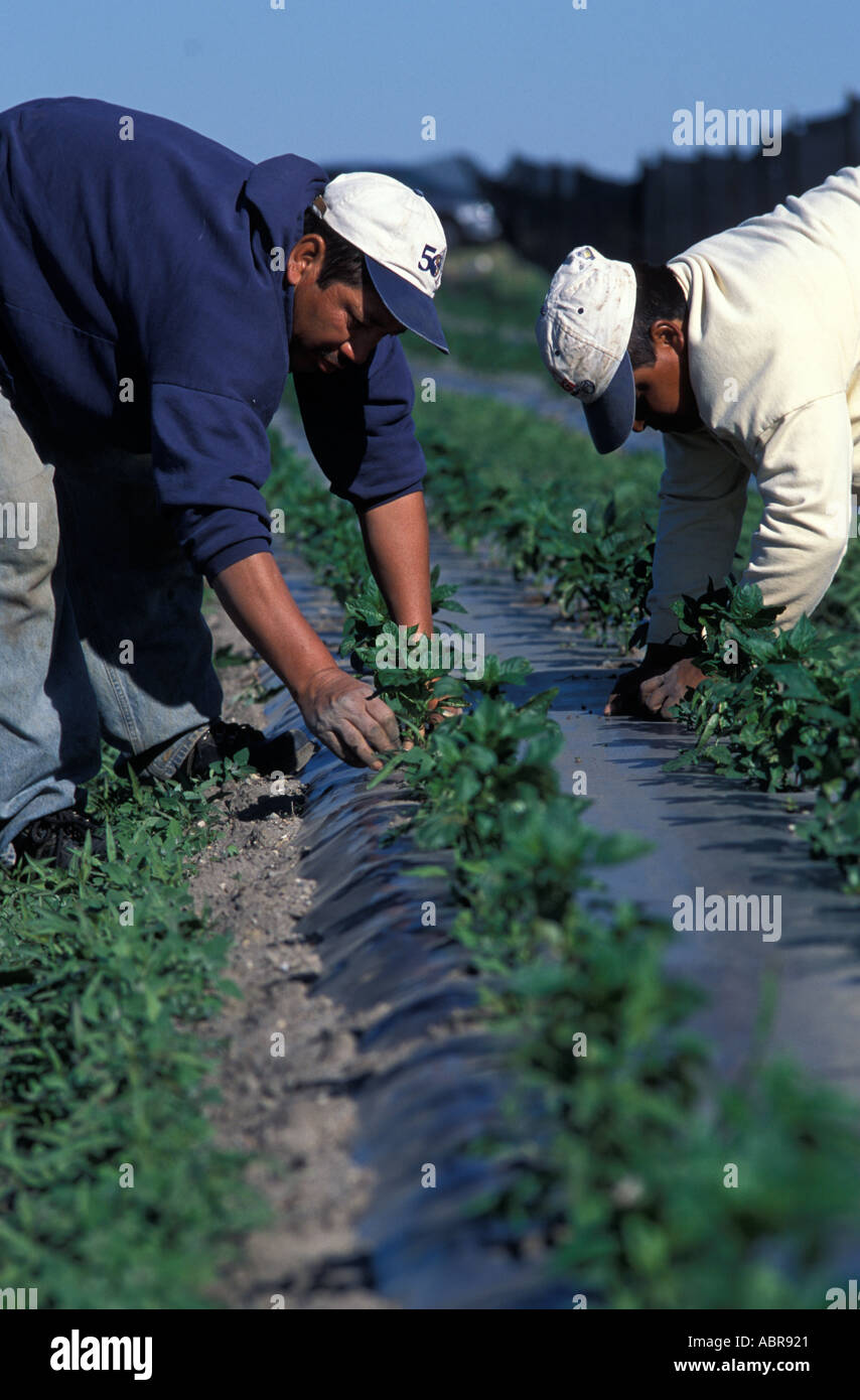 Mexikanische Wanderarbeiter auf einer Farm in Quebec Kanada Stockfoto