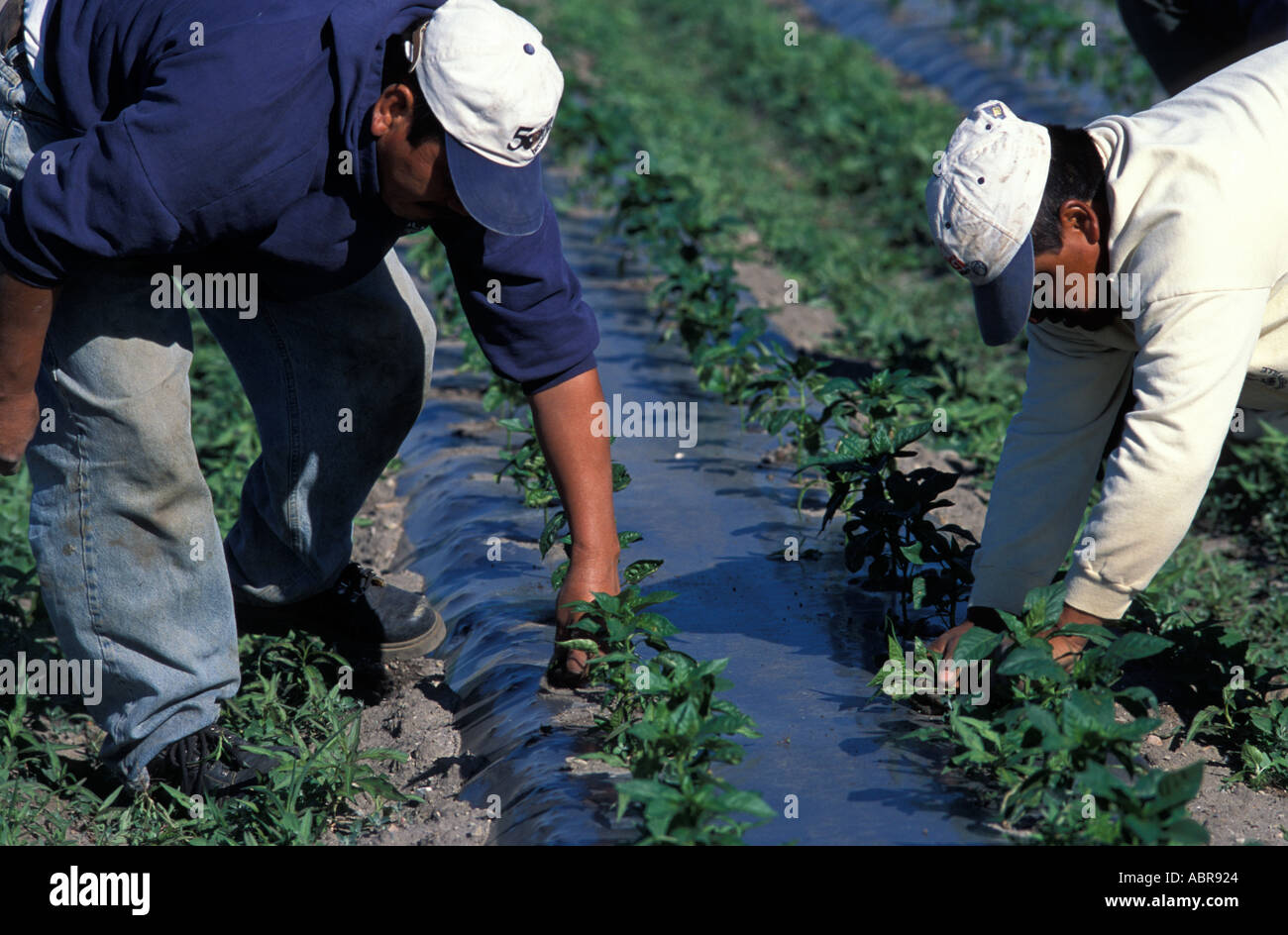 Mexikanische Wanderarbeiter auf einer Farm in Quebec Kanada Jäten grüne Paprika Stockfoto