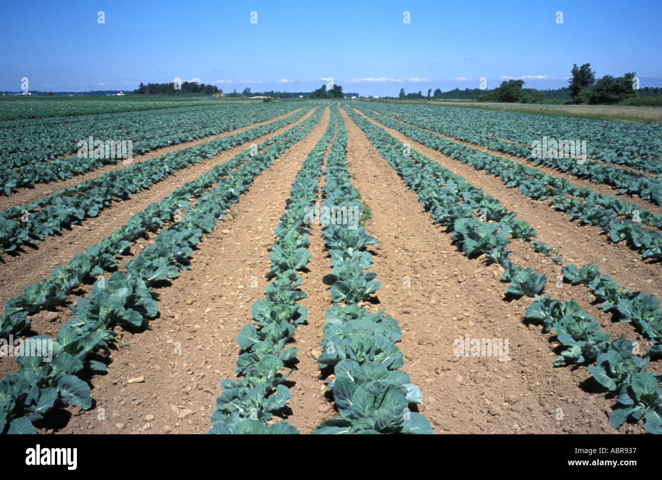 Reihen von Kohl auf einer Gärtnerei Farm im südlichen Quebec Kanada Stockfoto