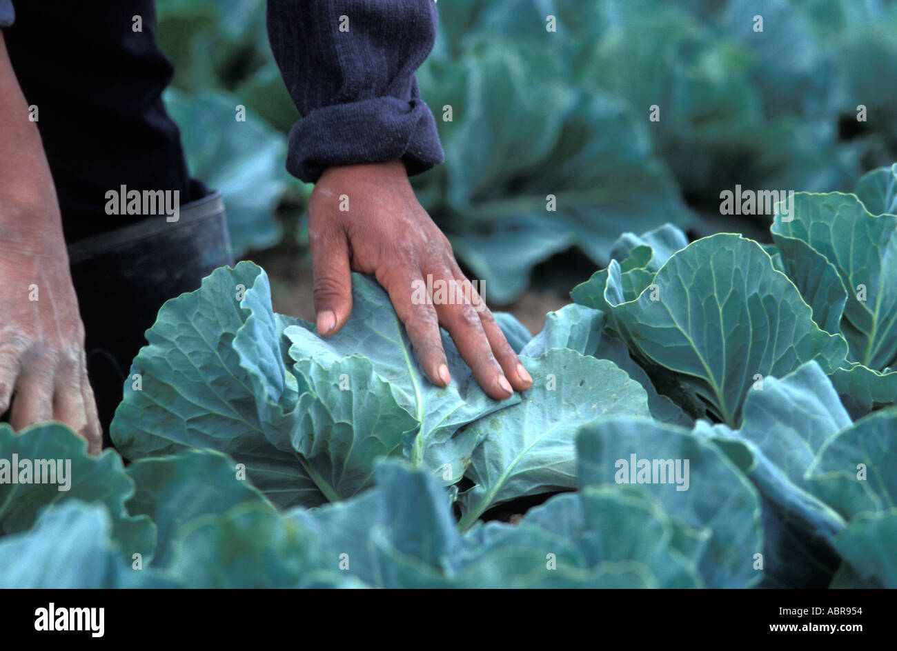 Guatemaltekische Wanderarbeitnehmer auf einem Bauernhof in Quebec Kanada Stockfoto