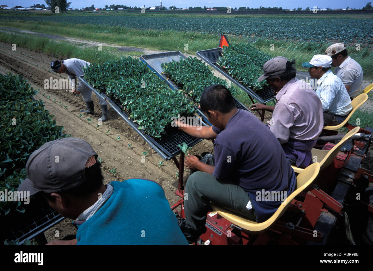 Guatemala und mexikanische Migranten arbeiten auf einem Bauernhof in Quebec Kanada Stockfoto