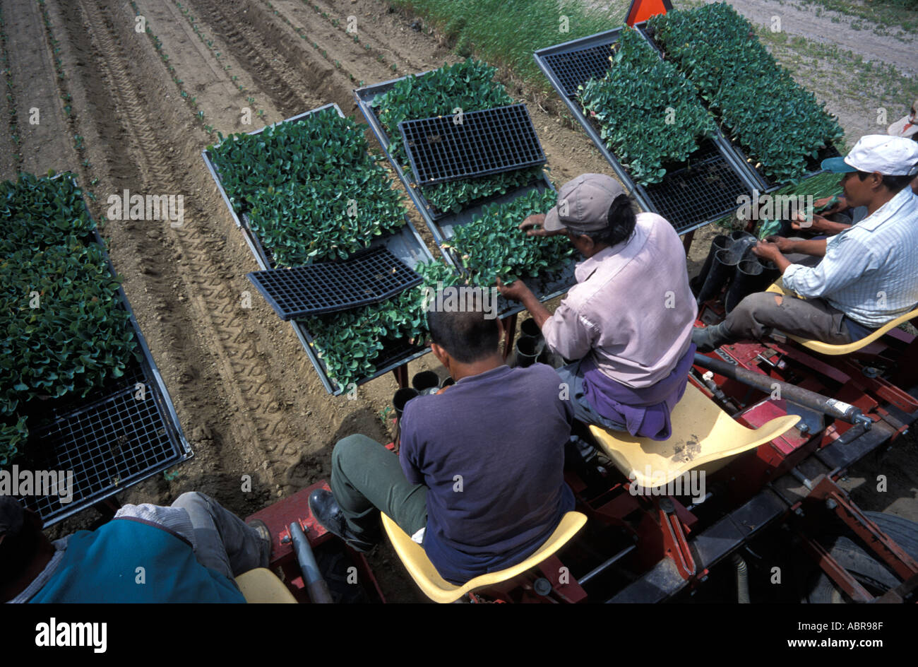 Guatemala und mexikanische Wanderarbeiter auf einer Farm in Quebec Kanada Stockfoto