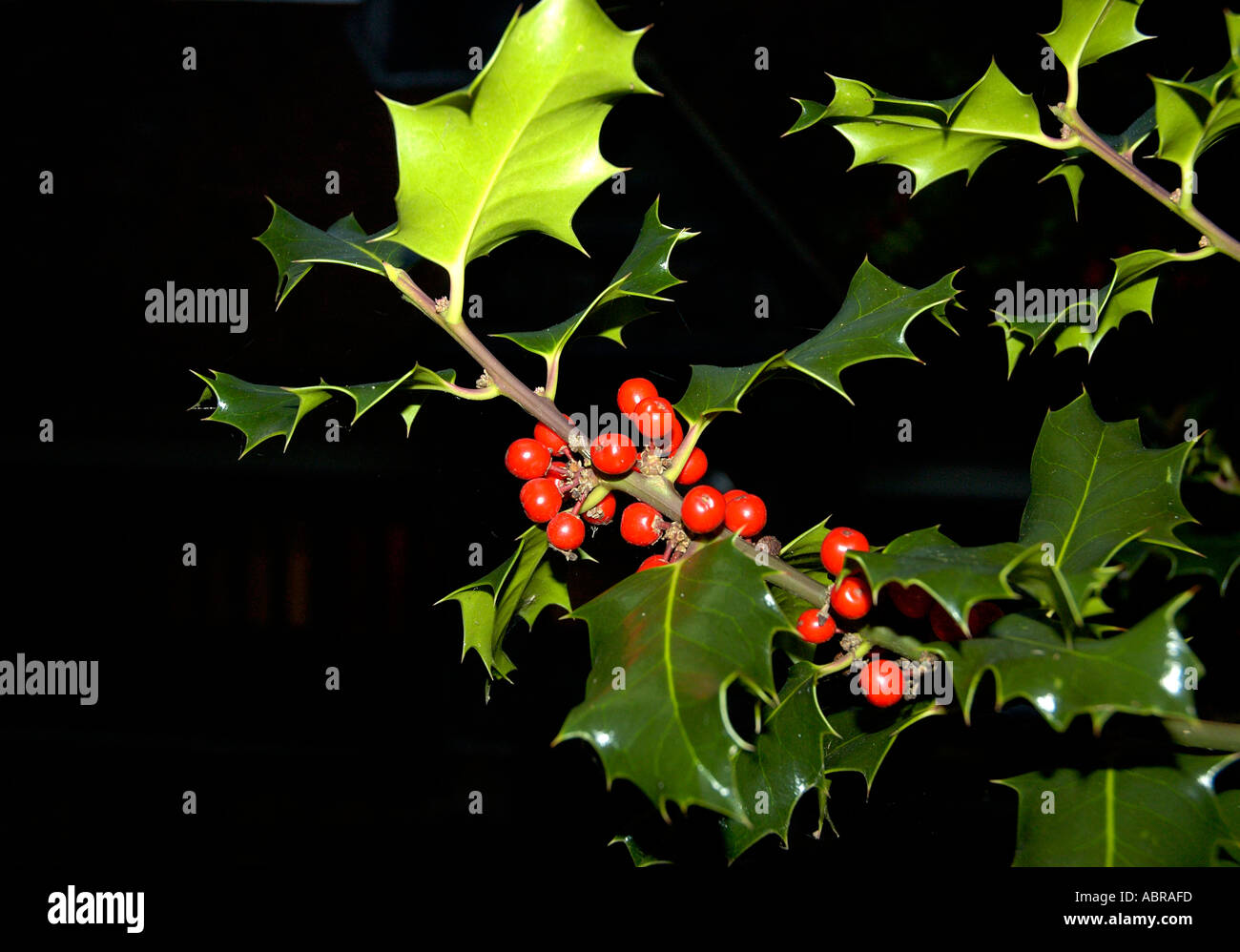 Holly Blättern und roten Beeren auf Stechpalme bush Stockfoto