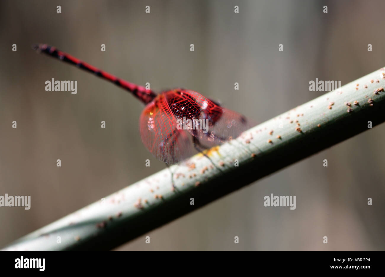 Rot geäderten Dropwing Libelle auf reed Stockfoto