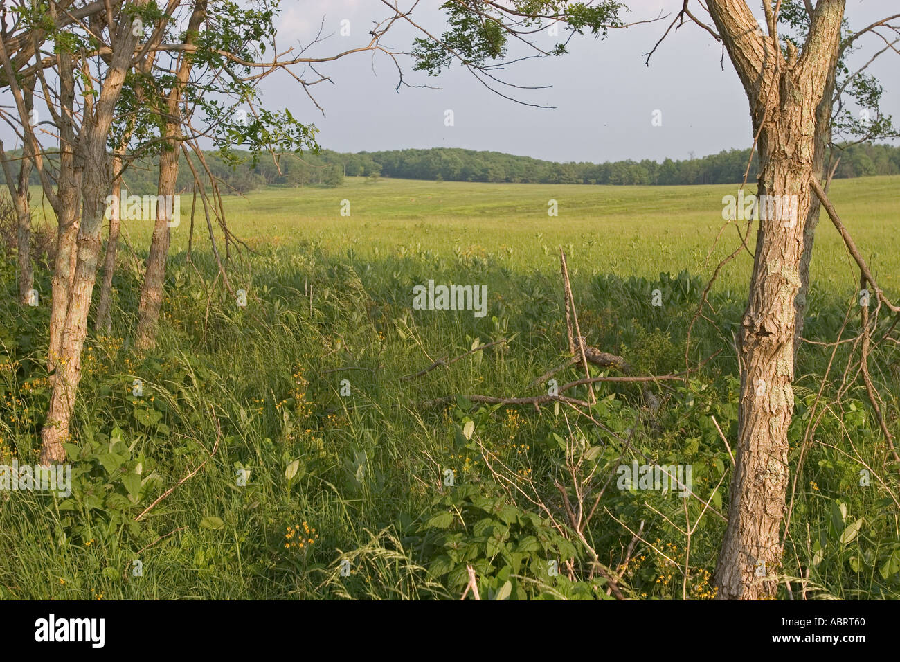 Shenandoah National Park Virginia spät Nachmittag im großen Wiesen im Shenandoah National Park Stockfoto