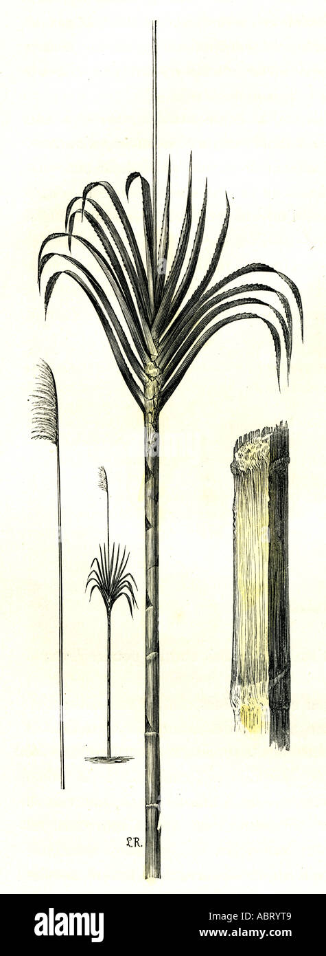 Gynerium Saccharoides 1869 Peru Stockfoto