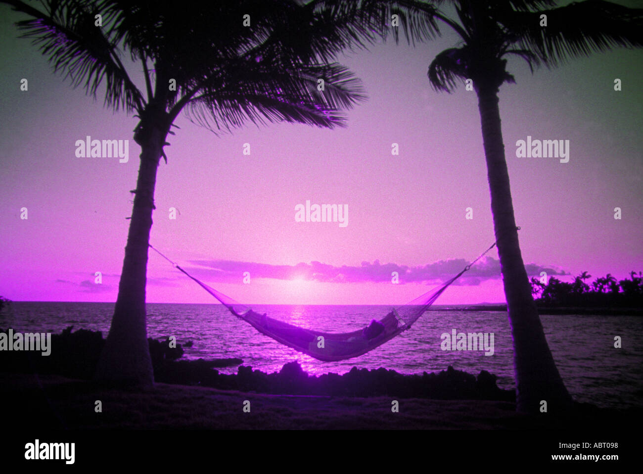 Tropen-Hängematte zwischen Palmen lila Twilight Sonnenaufgang Stockfoto