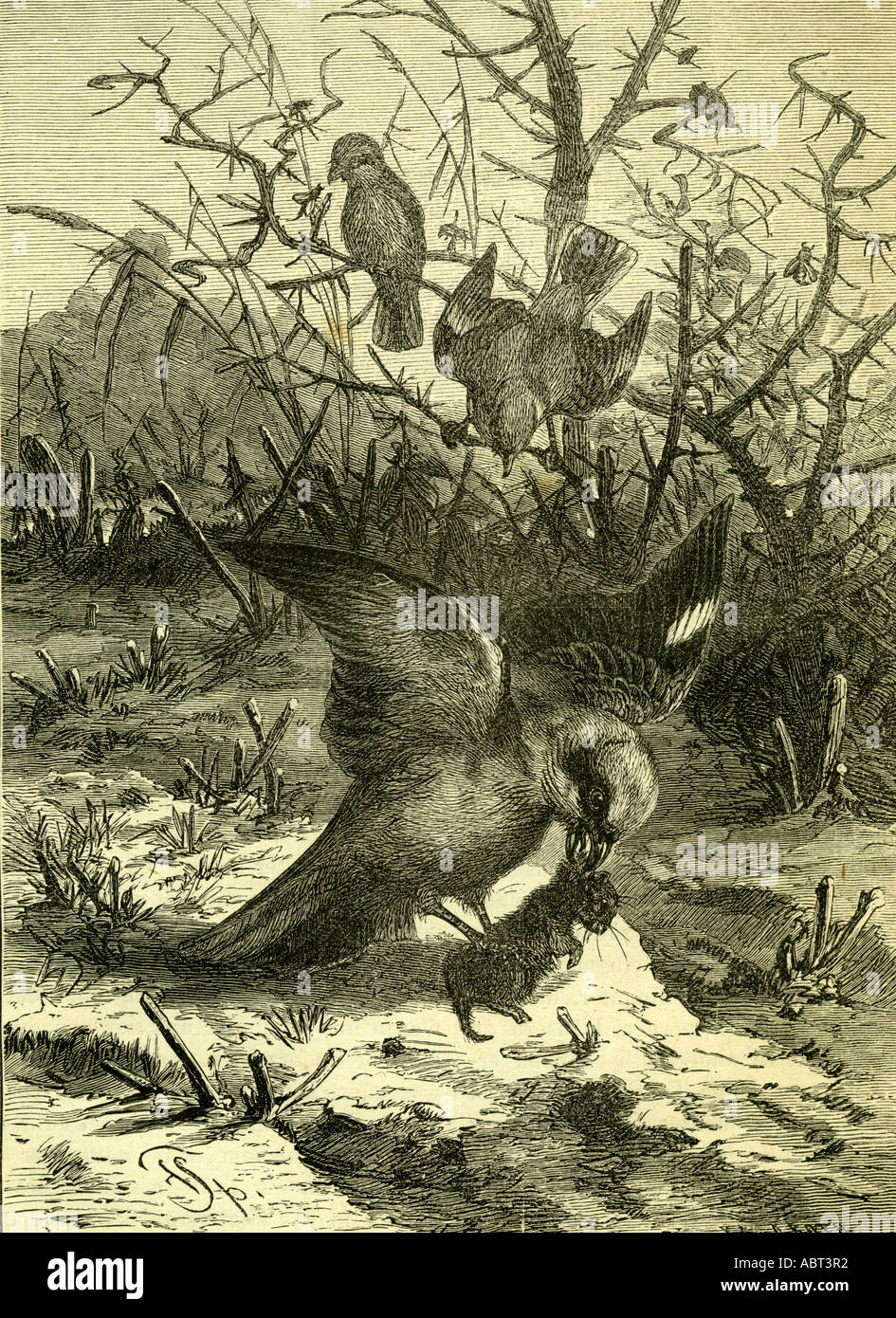 Vogel, Österreich, 1891, große Grey Shrike, Lanius Excubitor Stockfoto