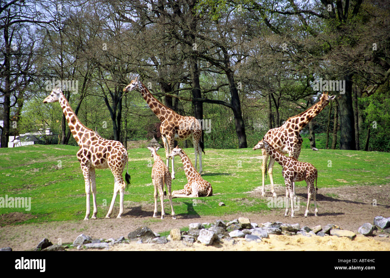 Gruppe von Giraffen im Zoo Noorderdierenpark, Emmen, Niederlande Stockfoto