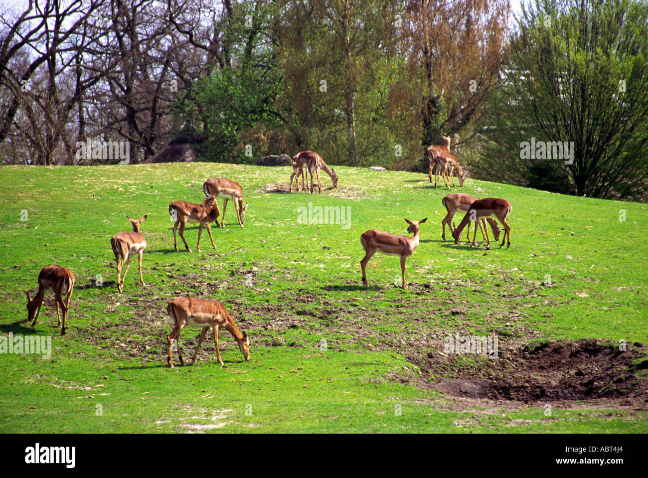 Gruppe von Antilopen in den Zoo Noorderdierenpark, Emmen, Niederlande Stockfoto