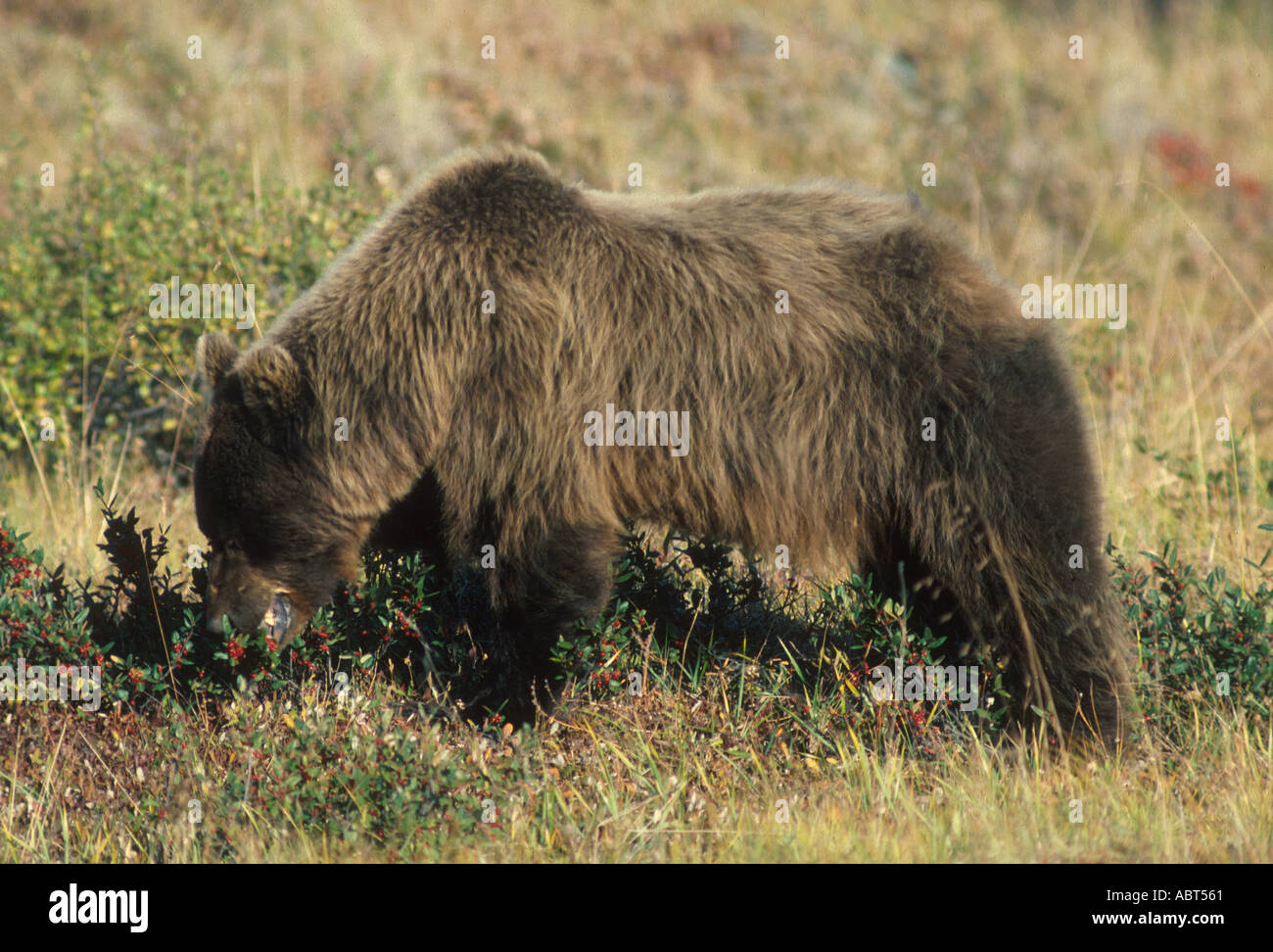 Grizzly Bear Ursus Arctos Horribilis ernähren sich von Beeren Stockfoto