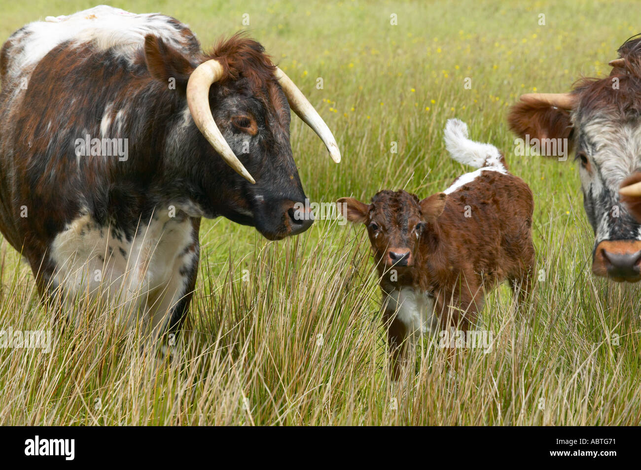 Longhorn Kuh mit Kalb bei Martin bloße reservieren Stockfoto