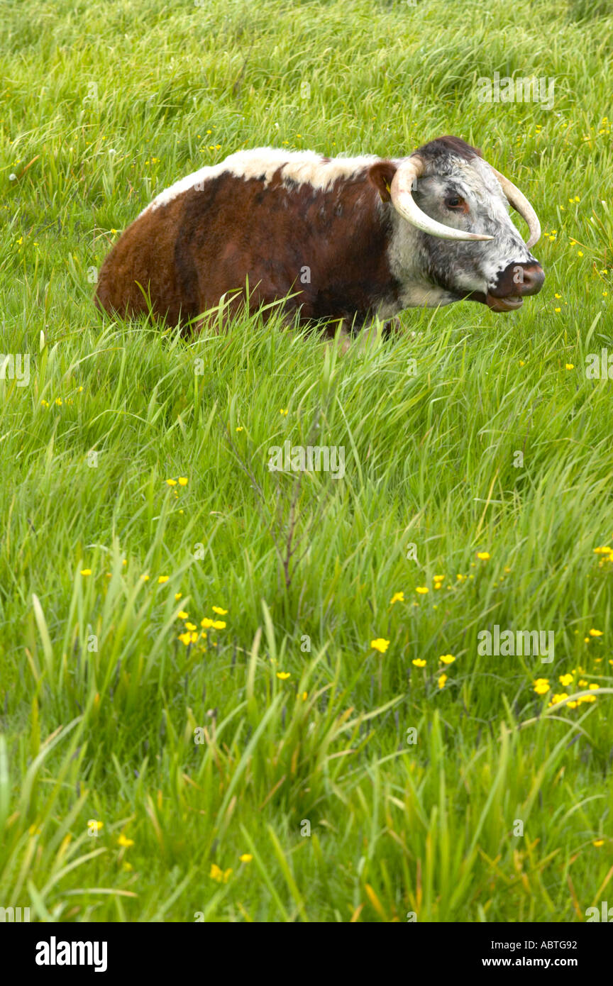 Longhorn-Rinder bei Martin Mere Naturschutzgebiet verwendet, um den Rasen zu schneiden Stockfoto