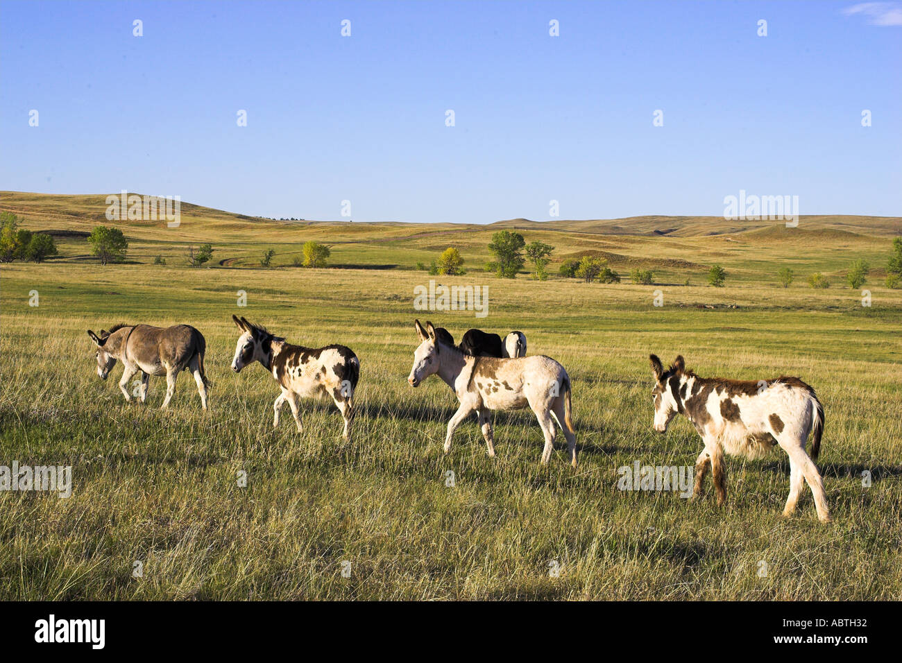 Wilde Esel im Custer State Park in South Dakota Stockfoto