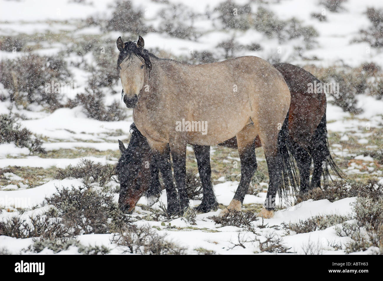 Wilden Mustangs im Frühlingsschnee Stockfoto