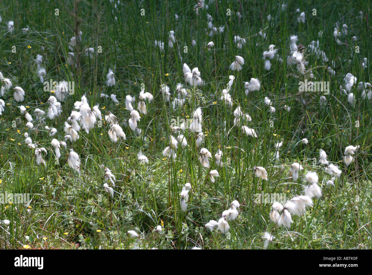 Gemeinsamen Wollgras mehrere Samen Leiter in der Nähe von Dachse Holt Dartmoor Devon England Vereinigtes Königreich UK Stockfoto