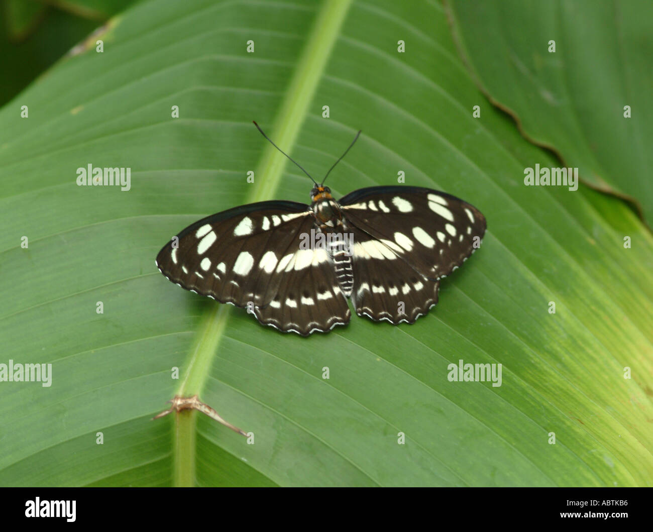 Gemeinsamen Sergeant Schmetterling auf Blatt am Buckfastleigh Butterfly Sanctuary Devon Stockfoto