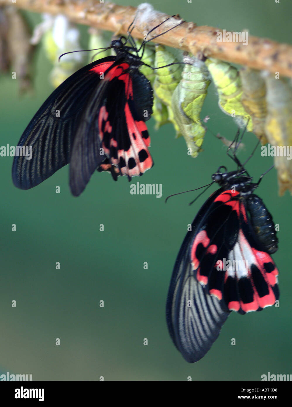 Scharlachroter Schwalbenschwanz Schmetterling Flügel aus Chrysalis Buckfasleigh Butterfly Sanctuary England trocknen Stockfoto