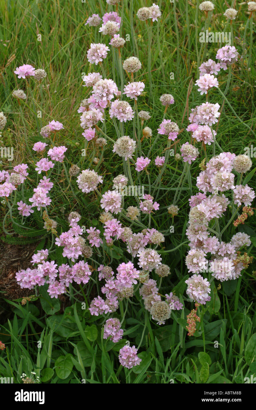 Meer Rosen in voller Blüte in Tintagel Cornwall Stockfoto