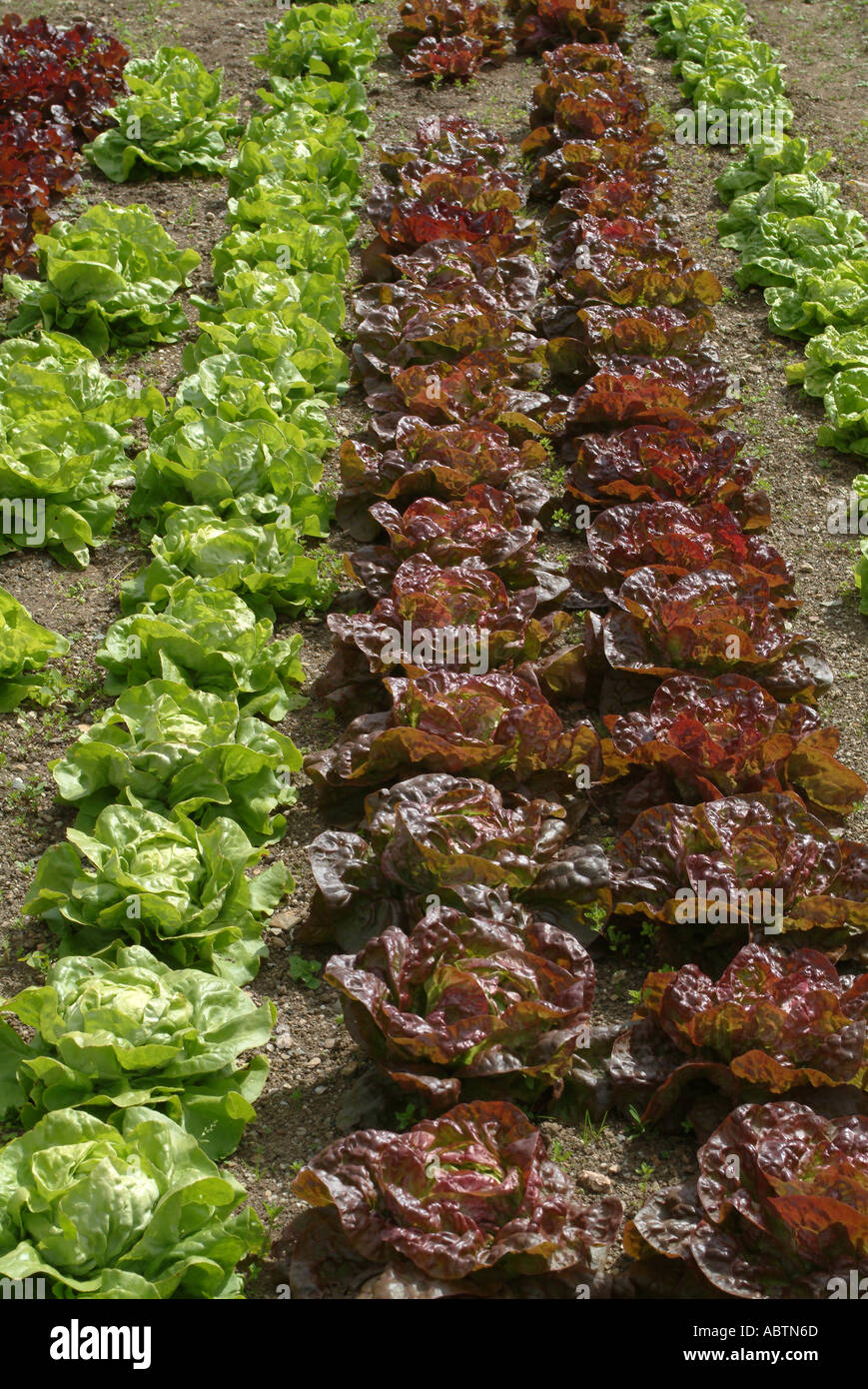 Reglementierten Linie der Salat wächst in den verlorenen Gärten von Heligan St Austell Cornwall England Vereinigtes Königreich UK Stockfoto